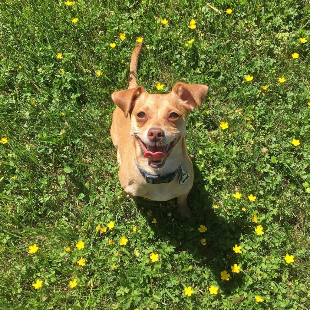 A small tan dog sitting in a patch of grass with yellow flowers.