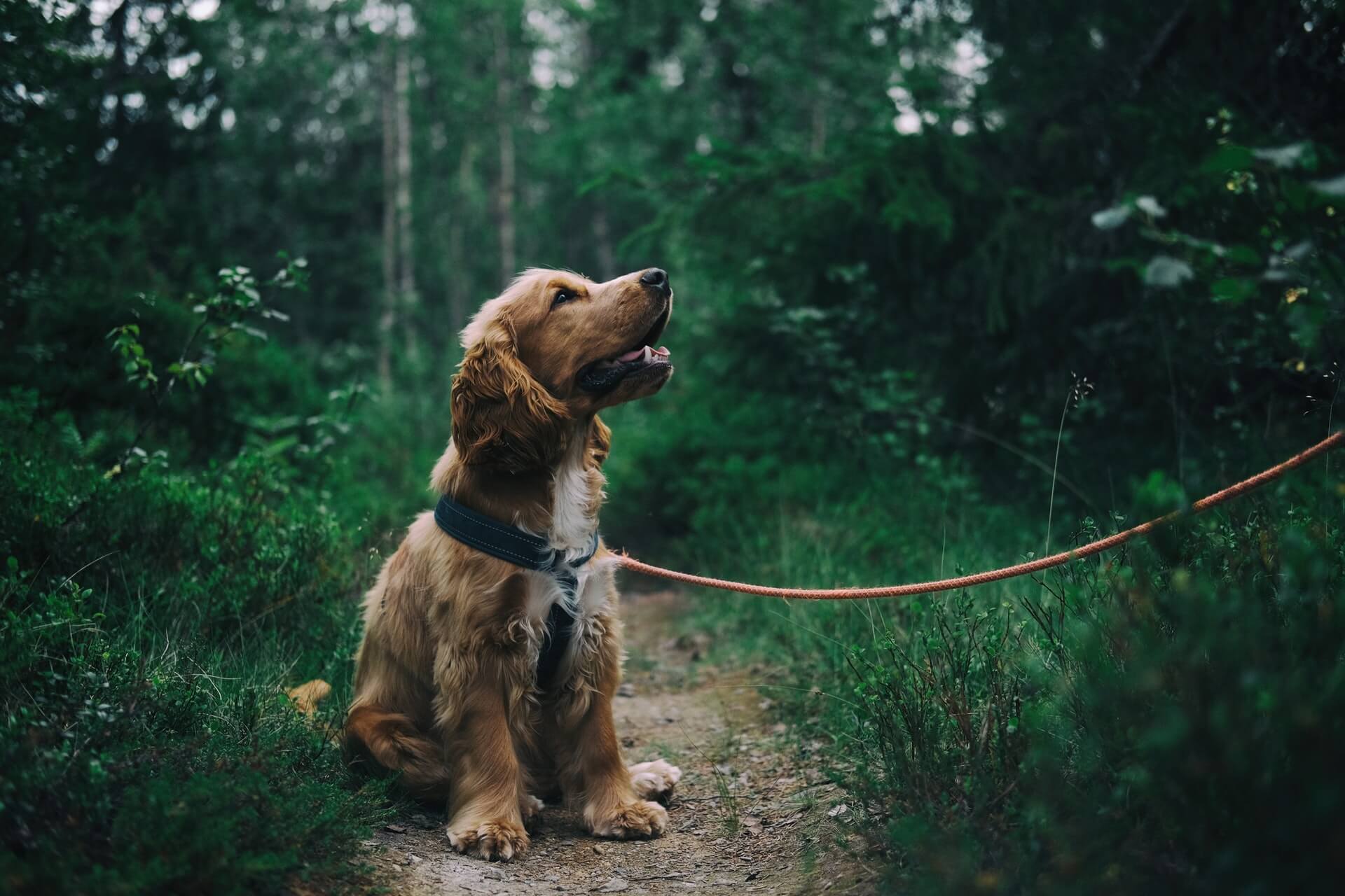 A dog on a leash sitting on a trail in the woods.